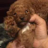 Sam, a male Poodle - Toy  for sale in Monterey Park, CA – Photo 2 of 2