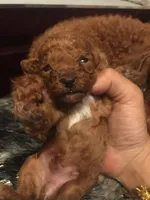 Sam, a male Poodle - Toy  for sale in Monterey Park, CA – Photo 2 of 2