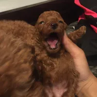 Sam, a male Poodle - Toy  for sale in Monterey Park, CA – Photo 1 of 2