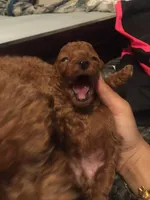 Sam, a male Poodle - Toy  for sale in Monterey Park, CA – Photo 1 of 2