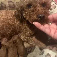 Lucky, a male Poodle - Toy  for sale in Monterey Park, CA – 1 of 1