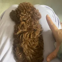 Rudy, a female Poodle - Toy  for sale in Monterey Park, CA – 2 of 2