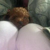 Rudy, a female Poodle - Toy  for sale in Monterey Park, CA – 1 of 2