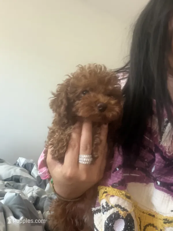 Daisy – Poodle - Toy  puppy for sale in Hacienda Heights, CA