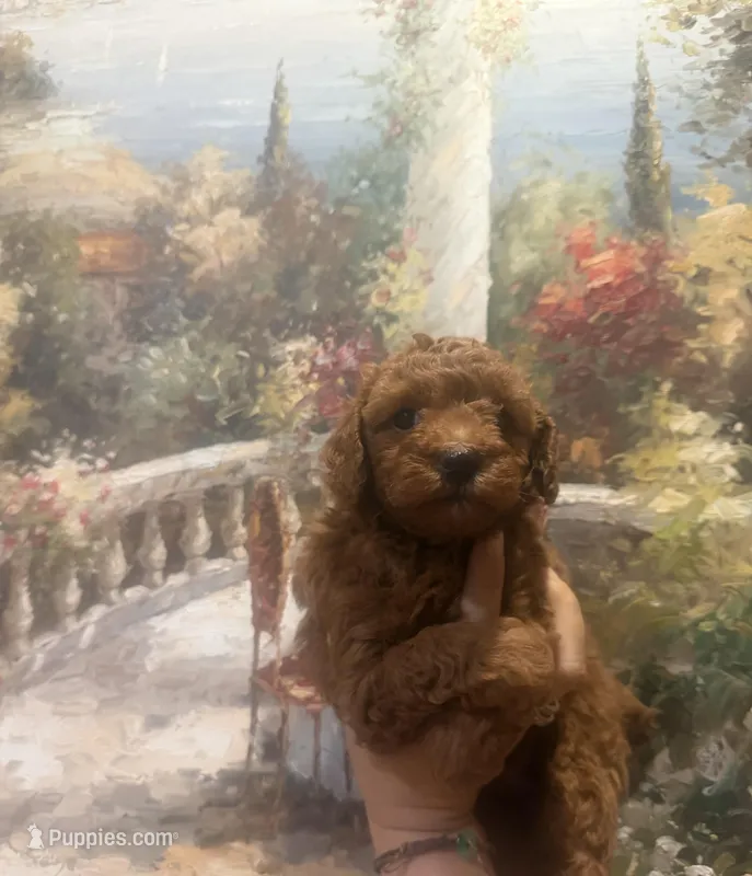 Sky – Poodle - Toy  puppy for sale in Monterey Park, CA