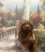 Sky, a male Poodle - Toy  for sale in Monterey Park, CA – Photo 1 of 3