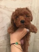 Sky, a male Poodle - Toy  for sale in Monterey Park, CA – Photo 1 of 3