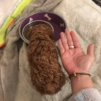 Sky, a male Poodle - Toy  for sale in Monterey Park, CA – Photo 3 of 3