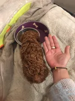 Sky, a male Poodle - Toy  for sale in Monterey Park, CA – Photo 3 of 3