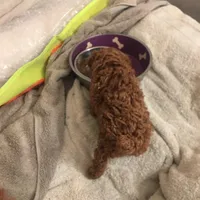 Sky, a male Poodle - Toy  for sale in Monterey Park, CA – Photo 2 of 3