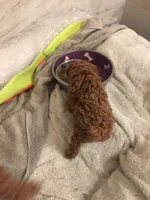 Sky, a male Poodle - Toy  for sale in Monterey Park, CA – Photo 2 of 3