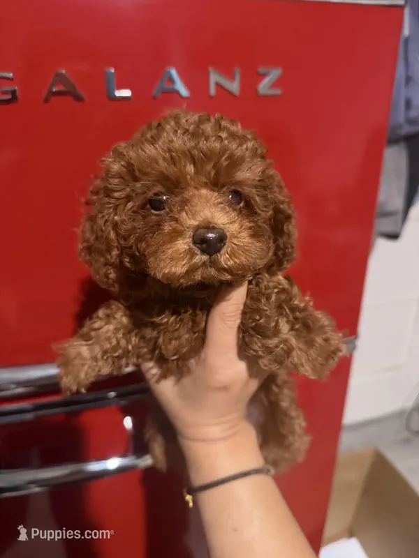 Daisy  – Poodle - Toy  puppy for sale in Monterey Park, CA