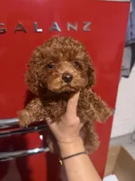 Daisy , a female Poodle - Toy  for sale in Monterey Park, CA – 1 of 2