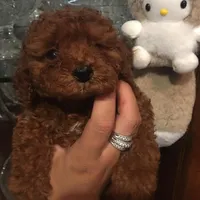 Super, a male Poodle - Toy  for sale in Monterey Park, CA – 2 of 2