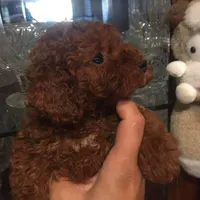Super, a male Poodle - Toy  for sale in Monterey Park, CA – 1 of 2