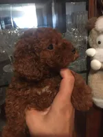 Super, a male Poodle - Toy  for sale in Monterey Park, CA – Photo 1 of 2