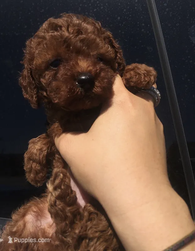 Biscuit – Poodle - Toy  puppy for sale in Monterey Park, CA