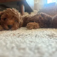 Suki, a male Poodle - Toy  for sale in Monterey Park, CA – 1 of 4