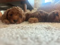 Suki, a male Poodle - Toy  for sale in Monterey Park, CA – Photo 1 of 4