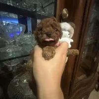 Suki, a male Poodle - Toy  for sale in Monterey Park, CA – 3 of 4