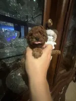 Suki, a male Poodle - Toy  for sale in Monterey Park, CA – Photo 3 of 4