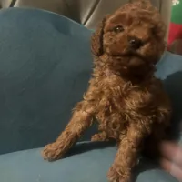 Suki, a male Poodle - Toy  for sale in Monterey Park, CA – 2 of 4