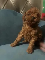 Suki, a male Poodle - Toy  for sale in Monterey Park, CA – Photo 2 of 4