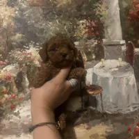 Suki, a male Poodle - Toy  for sale in Monterey Park, CA – 4 of 4