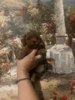 Suki, a male Poodle - Toy  for sale in Monterey Park, CA – Photo 4 of 4