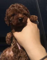Daisy , a female Poodle - Toy  for sale in Monterey Park, CA – 2 of 2