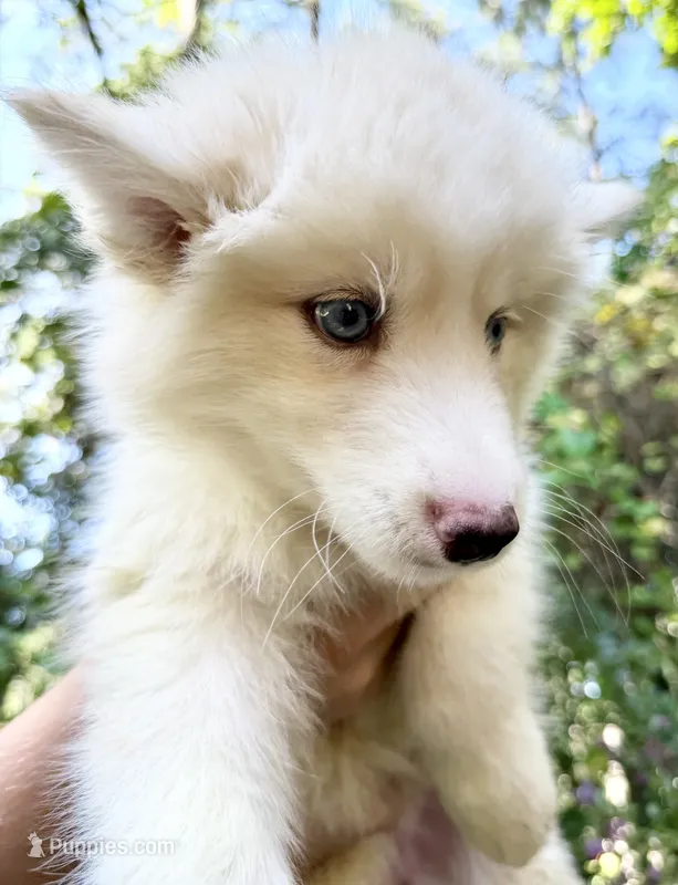 Little Miss – Siberian Husky puppy for sale in Beaufort, SC