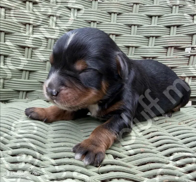 Canberra  – Bernedoodle puppy for sale in Beaufort, SC