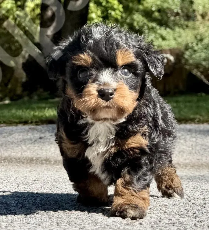 Canberra  – Bernedoodle puppy for sale in Beaufort, SC