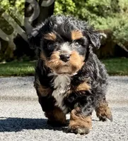 Canberra , a male Bernedoodle for sale in Beaufort, SC – 1 of 1