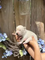 Little Mister, a male Siberian Husky for sale in Beaufort, SC – 2 of 2