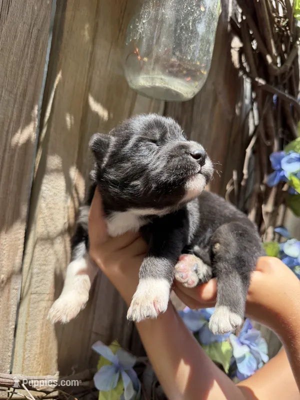 Jet – Siberian Husky puppy for sale in Beaufort, SC