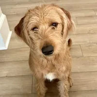 Cutie Pie, a female Labradoodle for sale in Beaufort, SC – 1 of 1