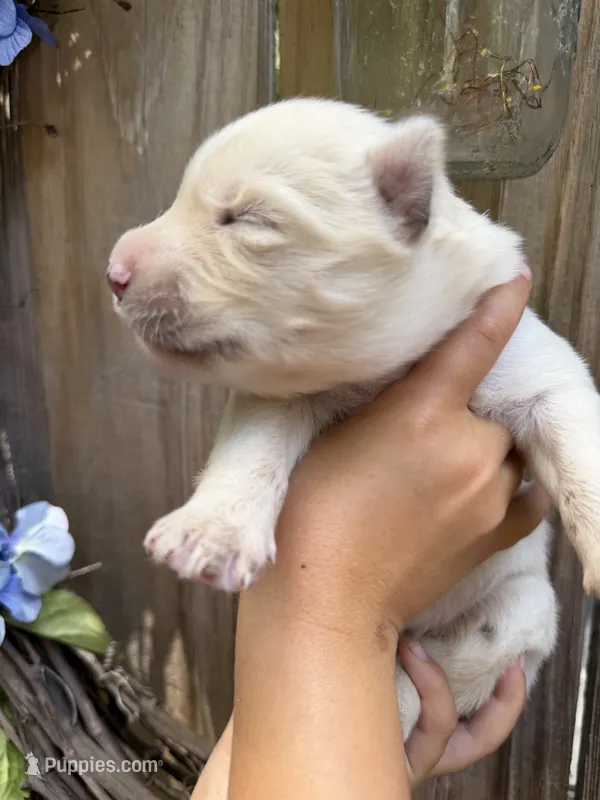 Little Miss – Siberian Husky puppy for sale in Beaufort, SC