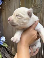 Little Miss, a female Siberian Husky for sale in Beaufort, SC – 1 of 2