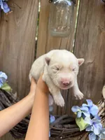 Little Miss, a female Siberian Husky for sale in Beaufort, SC – 2 of 2