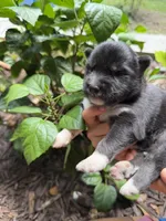 Jet, a male Siberian Husky for sale in Beaufort, SC – 2 of 2