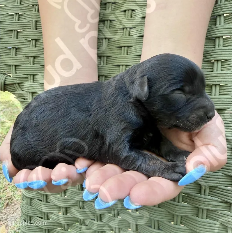 Melbourne – Bernedoodle puppy for sale in Beaufort, SC