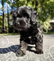 Melbourne, a male Bernedoodle for sale in Beaufort, SC – 1 of 1