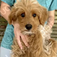 Gwendolyn, a female Miniature Goldendoodle for sale in Beaufort, SC – Photo 3 of 3