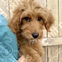 Gwendolyn, a female Miniature Goldendoodle for sale in Beaufort, SC – Photo 2 of 3