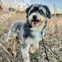 Remi, a female Miniature Aussiedoodle for sale in Beaufort, SC – Photo 1 of 2
