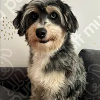 Remi, a female Miniature Aussiedoodle for sale in Beaufort, SC – Photo 2 of 2