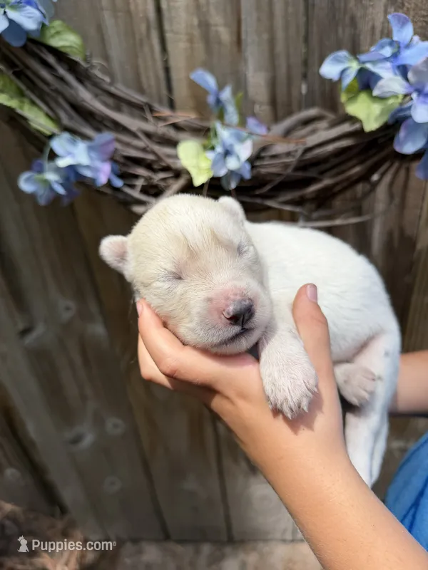 Little Mister – Siberian Husky puppy for sale in Beaufort, SC