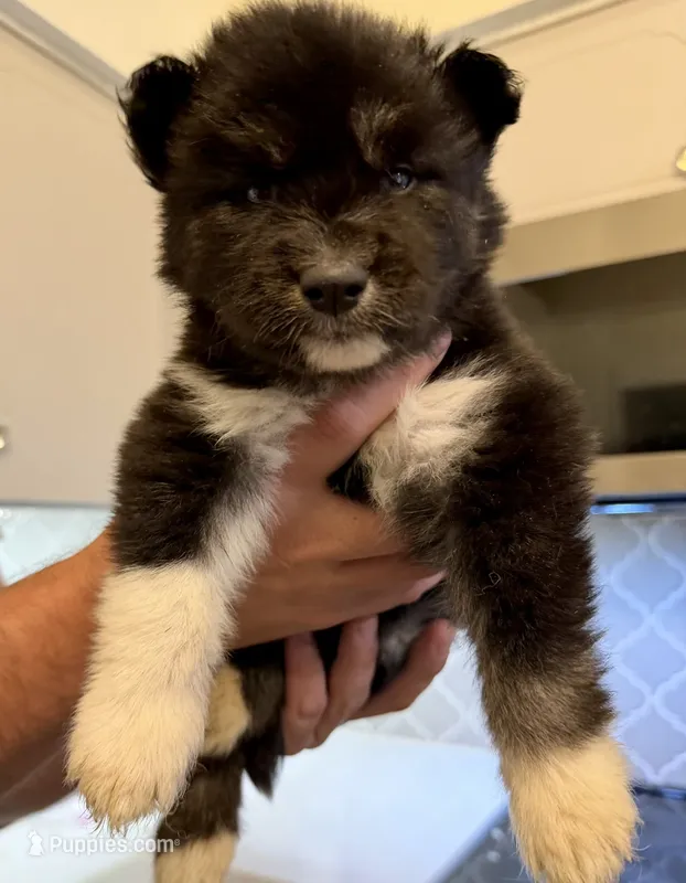 Jet – Siberian Husky puppy for sale in Beaufort, SC