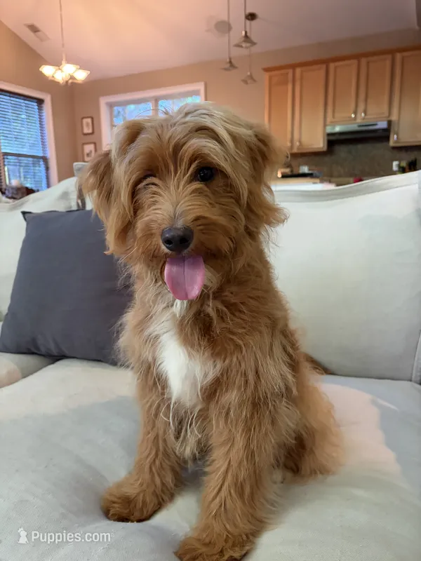 Gwendolyn – Goldendoodle puppy for sale in Beaufort, SC